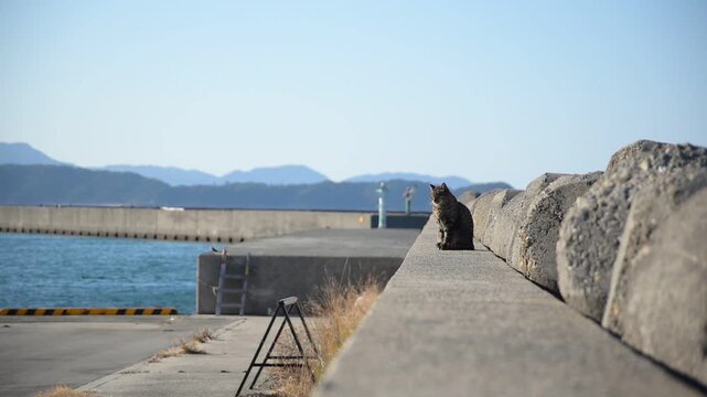 加太港のトラ猫とカモメ （和歌山県和歌山市, 2026年1月）