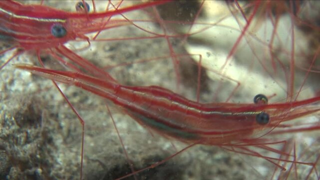 school of red shrimps in a cave underwater ocean scenery animal behaviour grouping together mediterranean sea life