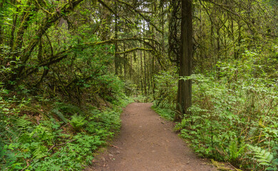 Fototapeta premium Lower Macleay Trail in Forest Park, Portland, Oregon