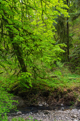 Obraz premium Lower Macleay Trail in Forest Park, Portland, Oregon