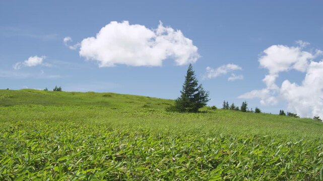 草原の丘と夏の雲