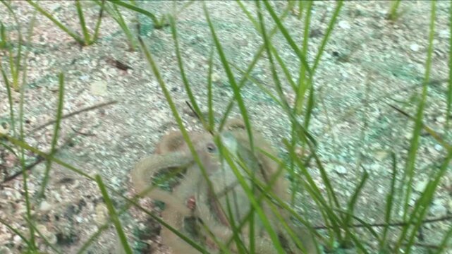 long leg octopus swimming and spreading ink underwater