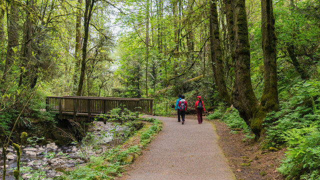 Lower Macleay Trail in Forest Park, Portland, Oregon