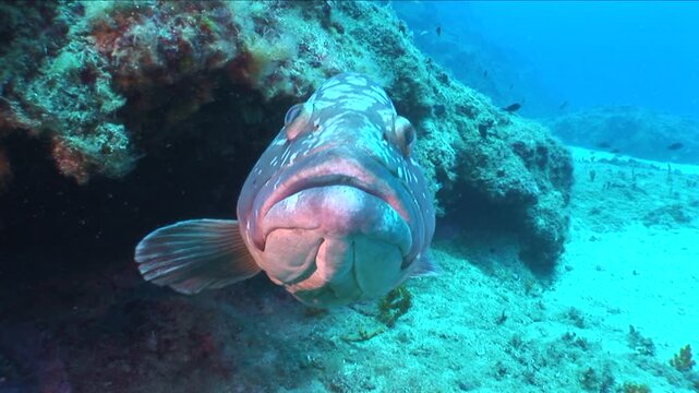 dusky grouper swimming around the diver and curious underwater ocean scenery close up fish