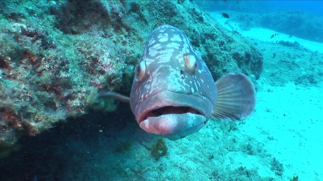 dusky grouper swimming around the diver and curious underwater ocean scenery close up fish