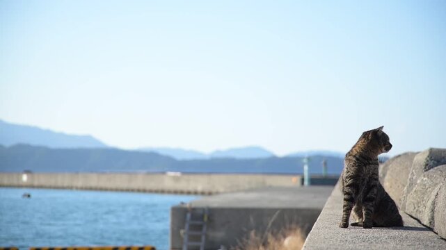 加太港のトラ猫とカモメ （和歌山県和歌山市, 2026年1月）