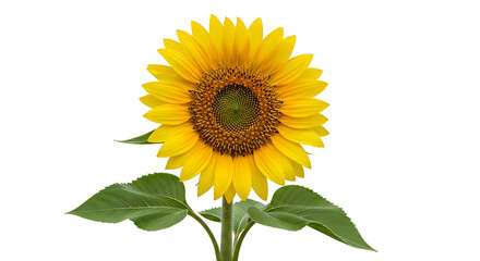 Obraz premium Bright yellow sunflower with green leaves and stem, isolated on a white background
