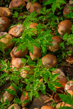 Cocos Baba&ccedil;u caidos no ch&atilde;o