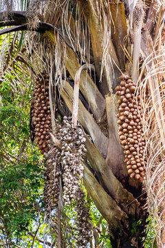 Cacho cheio de coco baba&ccedil;u