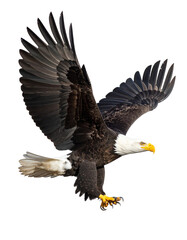 Obraz premium Bald eagle (Haliaeetus leucocephalus) , flying in motion and in landing position Isolated on Transparent or White Background