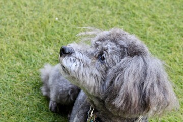 Fototapeta premium トイプードル 目を潤ませるシルバーのトイプードル 芝生の上 涙目の犬