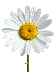 Fototapeta premium Common daisy blossom isolated on transparent or white backgrounds