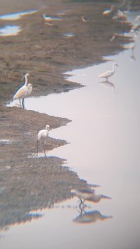 Vertical shot of egrets and herons foraging and catching fish in a drying salt pond. Authentic wildlife behavior in a wetland ecosystem during the dry season.