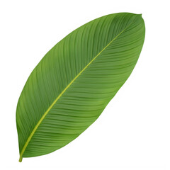 Obraz premium Long green leaf with ribbed texture on transparent background, banana leaf