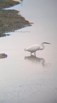 Vertical shot of egrets and herons foraging and catching fish in a drying salt pond. Authentic wildlife behavior in a wetland ecosystem during the dry season.