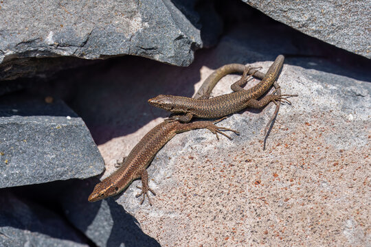 Close-up of an endemic Madeiran wall lizard (Teira dugesii) basking on a dark volcanic rock, showcasing its detailed scales and green-brown camouflage, Madeira, Portugal.