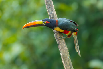 Fototapeta premium Fiery-billed Aracari perched on a branch in the tropical rainforest against a blurred green background, Costa Rica
