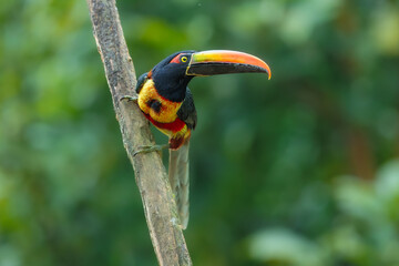 Naklejka premium Fiery-billed Aracari perched on a branch in the tropical rainforest against a blurred green background, Costa Rica