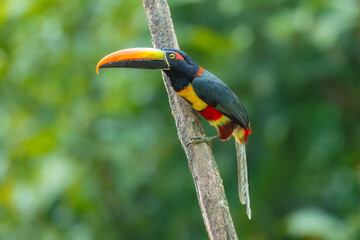 Fototapeta premium Fiery-billed Aracari perched on a branch in the tropical rainforest against a blurred green background, Costa Rica