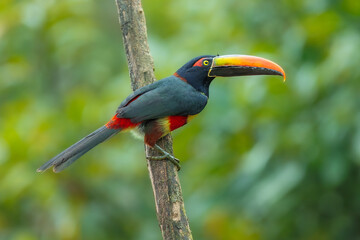 Fototapeta premium Fiery-billed Aracari perched on a branch in the tropical rainforest against a blurred green background, Costa Rica