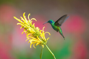 Naklejka premium Lesser Violetear hummingbird hovering and feeding on a yellow shrimp plant flower in the cloud forest, Costa Rica