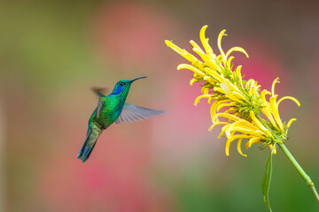 Naklejka premium Lesser Violetear hummingbird hovering and feeding on a yellow shrimp plant flower in the cloud forest, Costa Rica