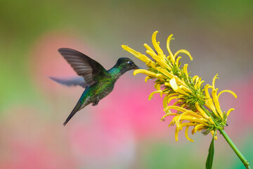 Naklejka premium Male Talamanca Hummingbird hovering and feeding on a yellow shrimp plant flower with a soft green bokeh background, Costa Rica