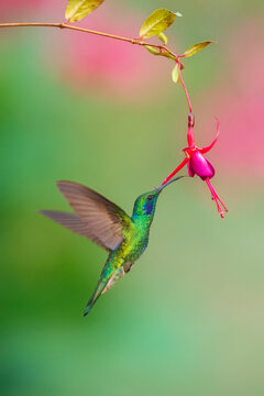 Lesser Violetear hummingbird hovering and feeding on a pink fuchsia flower against a soft green background in the cloud forest, Costa Rica