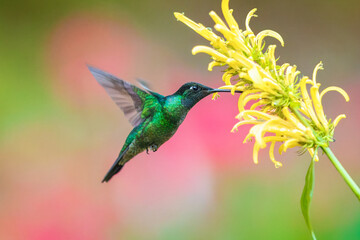 Fototapeta premium Male Talamanca Hummingbird hovering and feeding on a yellow shrimp plant flower with a soft green bokeh background, Costa Rica