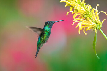 Fototapeta premium Male Talamanca Hummingbird hovering and feeding on a yellow shrimp plant flower with a soft green bokeh background, Costa Rica