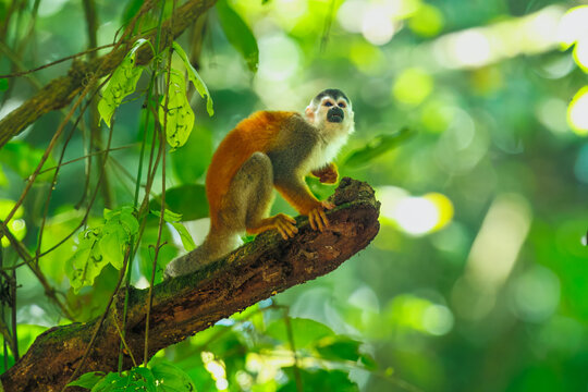 An endangered Central American Squirrel Monkey (Saimiri oerstedii), also known as a Mono Titi, foraging among lush green tropical leaves in a rainforest in Costa Rica.