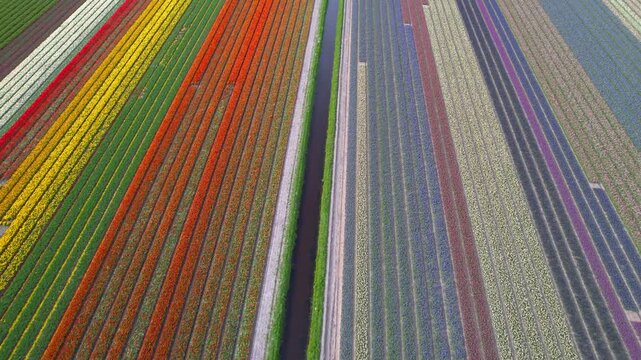 Aerial drone flying over colorful tulip fields in the Netherlands