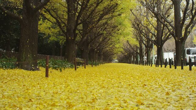 東京 雨の神宮外苑の銀杏並木