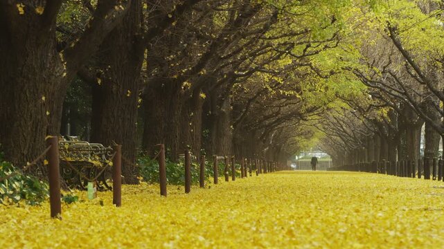 東京 雨の神宮外苑の銀杏並木