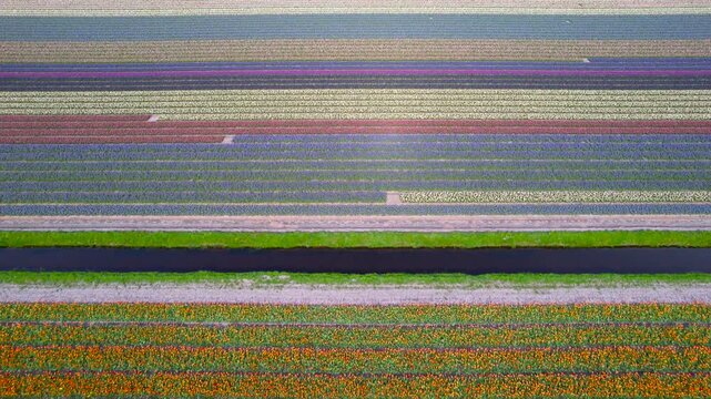 Aerial drone flying over vibrant tulip fields in Netherlands