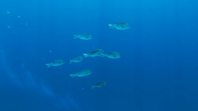 School of white snapper swimming in open blue water 