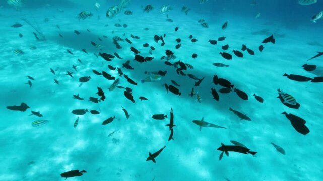 Underwater view of dense school of Sergeant and Abudefduf reef fish in clear shallow water