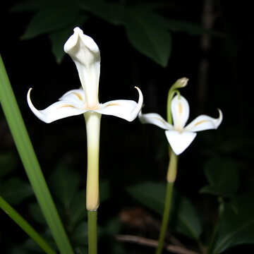 Pinesap flowering. Hypopitys monotropa. Dark nature background.