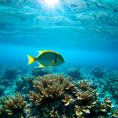 fish Sulfur Damsel (Pomacentrus sulfureus) swims over the shallow coral reef is reflected in the surface of the water, Red sea, Sharm El Sheikh, Sinai Peninsula, Egypt