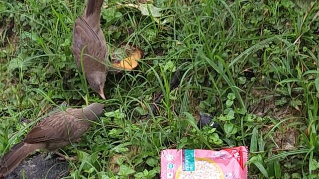 Jungle Babbler (Argya striata) Foraging on Ground, Brown Songbird Searching for Food in Natural Habitat, Indian Wildlife, Bird Behavior, 4K Stock Footage