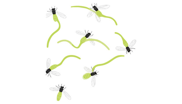 Firefly insect illustration with glowing green abdomen and black head