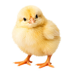 Obraz premium Fluffy Yellow Baby Chick Standing Isolated on White Background