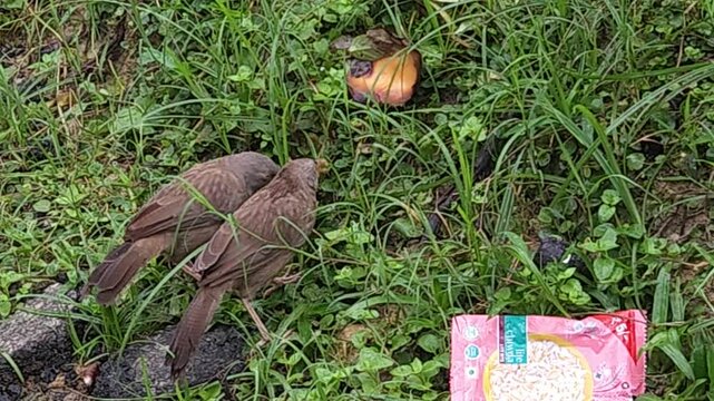 Jungle Babbler (Argya striata) Foraging on Ground, Brown Songbird Searching for Food in Natural Habitat, Indian Wildlife, Bird Behavior, 4K Stock Footage