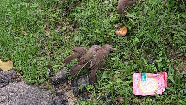 Jungle Babbler (Argya striata) Foraging on Ground, Brown Songbird Searching for Food in Natural Habitat, Indian Wildlife, Bird Behavior, 4K Stock Footage