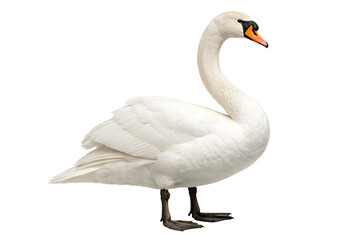 Obraz premium Elegant White Swan Standing Isolated on White Background Realistic Bird