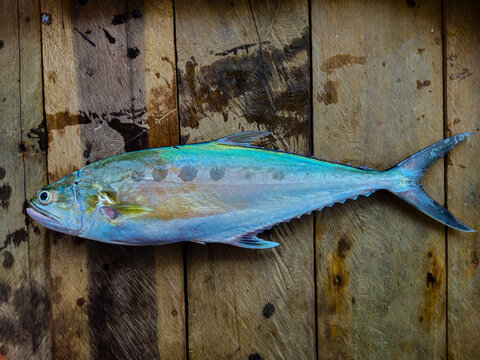 Photo of the doublespotted queenfish or Scomberoides lysan, fresh from fishermen's fishing.