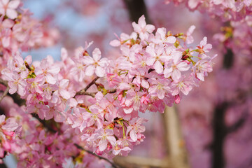 Fototapeta premium Closeup of beautiful pink cherry blossoms blooming in spring