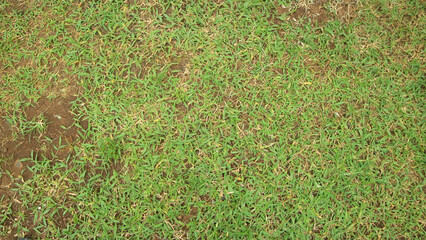 Naklejka premium Top down view of patchy green grass lawn with bare soil spots, natural outdoor ground texture background.