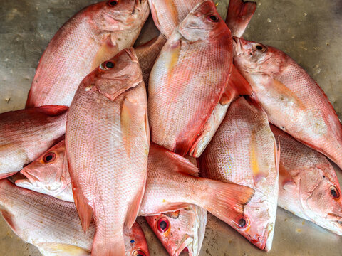 Photo of a gendot or habanero chili pepper, or Capsicum chinense, with its Latin name, on a white background. It's spicy.