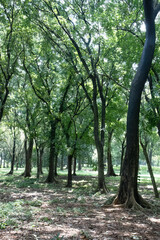 Fototapeta premium Broad forest view reveals layered trees and soft luminous shade. Spacious woodland interior featuring vertical trunks and calm air. Green natural reserve with open ground and tranquil atmosphere